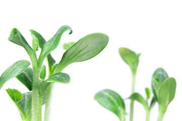 A young sprout on a white background. Young zucchini seedlings. Growing seedlings.Copy space. Place for text.Gardening.