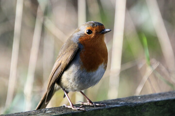 A close up of a Robin