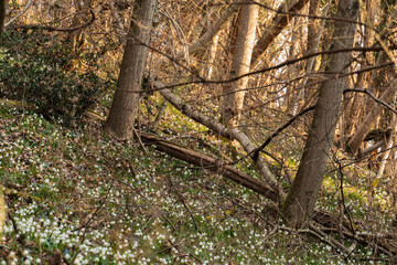 A sunny spring day in the beautiful Monticolo forest in South Tyrol.