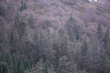 bosque