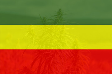 cannabis on Rastafarian flag background. Green cannabis on green yellow red background. Copy space.