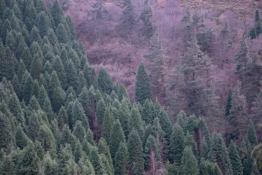 bosque aut&oacute;ctono y plantaci&oacute;n