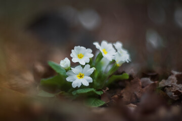 White primrose blooms in the forest. Flowers close-up on a blurred background. Spring primroses.