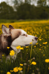 husky smelling flower