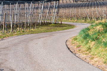 A sunny spring day in the beautiful Monticolo forest in South Tyrol.