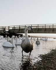 swan on water