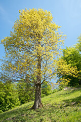 Fototapeta na wymiar oak tree at springtime with budding yellow-green leaves