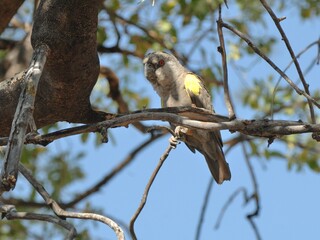 Ein Rüppellspapagei (Poicephalus ruepellii), Rüppell´s parrot, in Namibia.