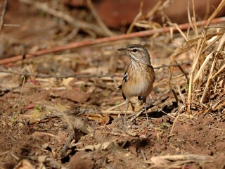 Ein Weißbrauen-Heckensänger (Cercotrichas leucophrys), White-browed Scrub Robin, in Namibia.