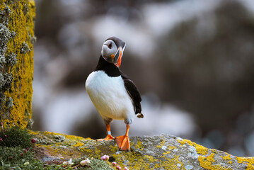 Atlantic puffin (Fratercula arctica) on a cliff with a natural grey background