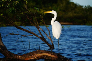 Great White Egret on a branch in the evening sun of Ilha do Amor, Alter do Chão, Brazil.