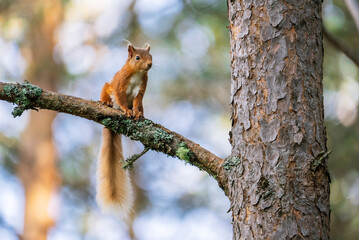 Fototapeta premium Red squirrel (Sciurus vulgaris) on a tree in a forest in Cairngorms, Scotland