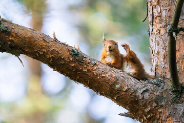 Red squirrel (Sciurus vulgaris) on a tree in a forest in Cairngorms, Scotland