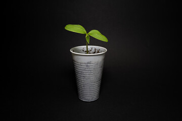 Fototapeta na wymiar One week young cucumber plant in a white plastic cup with a black background