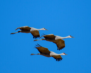 Sandhill cranes in flight