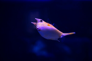 Nice cowfish close up portrait in salt water aquarium marine fauna