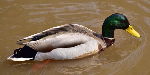 Mallard on the water