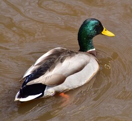 Obraz premium Mallard on the water