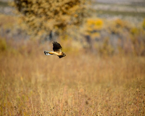 Hawk hunting