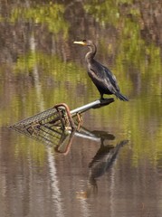 Double-crested cormorant