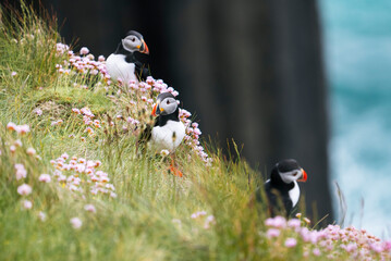 Group of Atlantic puffins (Fratercula arctica) on a cliff with green grass and pink flowers