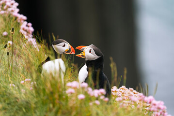 Two Atlantic puffins (Fratercula arctica) sitting on a cliff with green grass and pink flowers, Treshnish Isles, Scotland