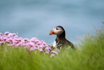 Atlantic puffin (Fratercula arctica) on a cliff with beautiful pink flowers, Treshnish Isles,...