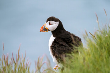 Atlantic puffin (Fratercula Arctica) sitting on green grass with blue sea in the background, Treshnish Isles, Scotland