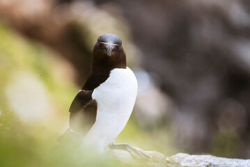 Razorbill, lesser auk (Alca torda) on a cliff in Treshnish Isles, Scotland, neutral background