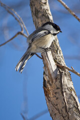 A Black-capped Chickadee on a Tree Trunk
