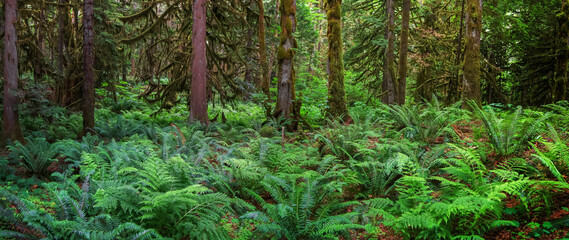 Many fern plants under tree shade in rain forests of North Cascade mountains in Washington