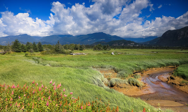 Scenic landscape of Squamish creek recreation area , Evergreen trees in prairie lands by the creek.