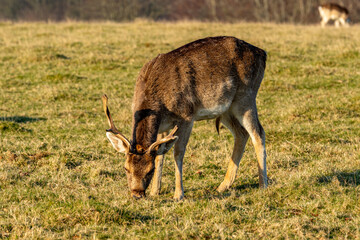 deer in the woods