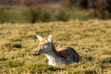 deer in the woods