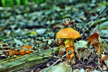 Mushroom edible suillus grevillei in the polish forest