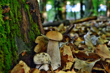 Boletus edulis edible mushroom is growing in the polish forest