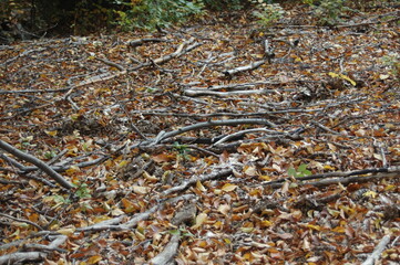 Branches and Sticks in Leaves