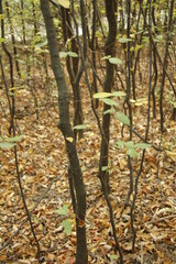 Naklejka premium Thin Branches in a Leaf Bed