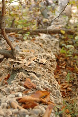 A Mushroom Covered Fallen Tree
