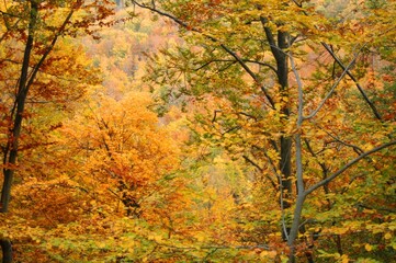 Fototapeta na wymiar Vibrant Autumn Palette Forest Trees