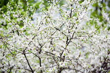 Blooming cherries in the spring garden. gentle background with flowering trees