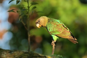 Ein Kappapagei (Poicephalus robustus), Cape parrot, Südafrika.