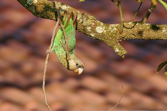 Ein Kappapagei (Poicephalus robustus), Cape parrot, S&uuml;dafrika.