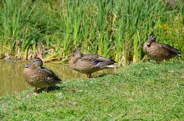 ducks in the grass. three ducks by the lake on a sunny day