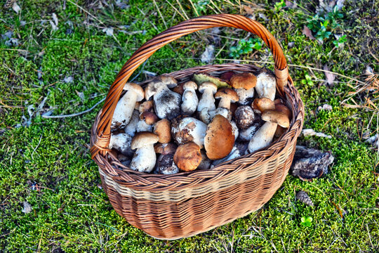 A lot of autumn mushrooms in the forest