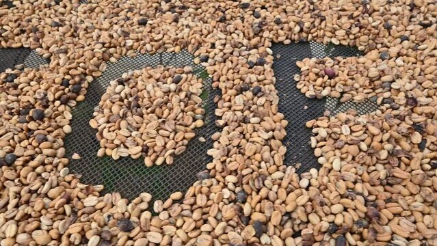 4K video of coffee beans roasted macro taken in mountains of Dominican Republic on coffee farm. Drying granule coffee granule is perfect for example of cultivation kernel technology.