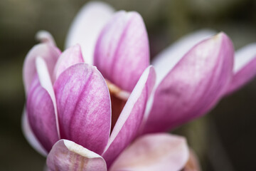 Close up of magnolia flower at springtime, Cantabria Spain.