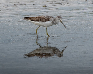 Green sandpiper wading searching for food