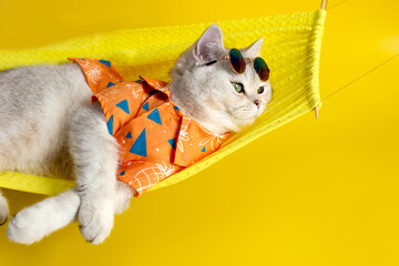 Funny white cat in sunglasses lies on a fabric hammock on a yellow background.