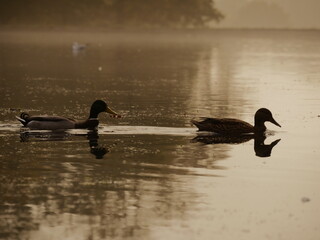 ducks in the lake